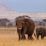 Africa scholarships