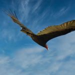 Latin America scholarships
